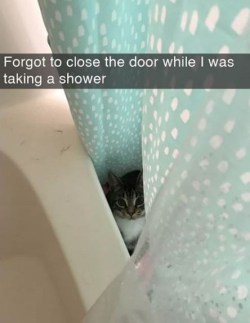 Cat snaps