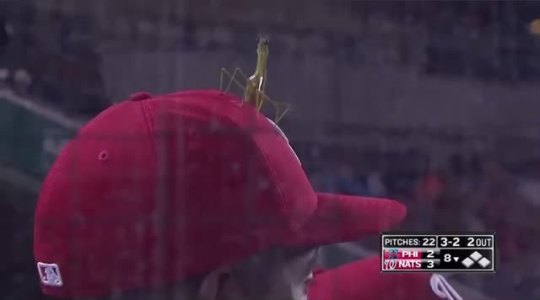 eliteknightcats:heinousactszx:notkatniss:On top of the Yankees field cat there was a praying mantis on top of the nationals players hat tonight. Huge night in baseball  He was keeping the mantis updated on the number of outs, too the mantis is making