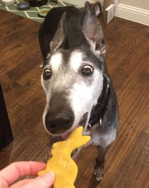 galtx:GALTx eNews: Can You Keep A Secret? Greyhound adopters who have known the love of a senior gre