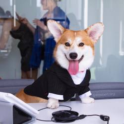 drewbertcorgi:As the new CEO of this company… I am introducing a new policy, effective today, which states that dogs are now allowed in all of our offices and treats/toys/water must be available in all break rooms.  #Drewbert #Bossbert #corgiomg x3