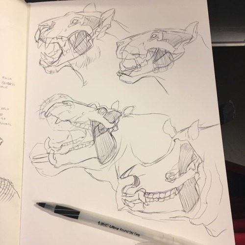 grimchild: More exploratory drawings to learn some jaw shit #drawing #study #art #lion #hippo #rhino