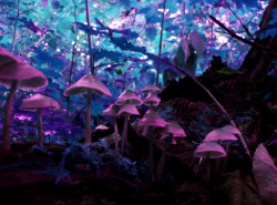 danelleisnice:  Land of Mushershrooms by ~Koeskull 
