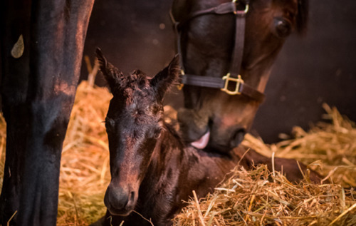 thehorsegodbuilt:Treve, for anonymous. Hope you don’t mind that I included her colt. (x)