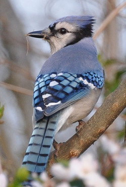 flowerling:  Day 115 - Blue Jay | MissTessmacher