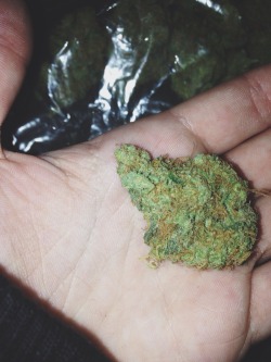 thc-kittyy:  Nug of golden kush, dank af