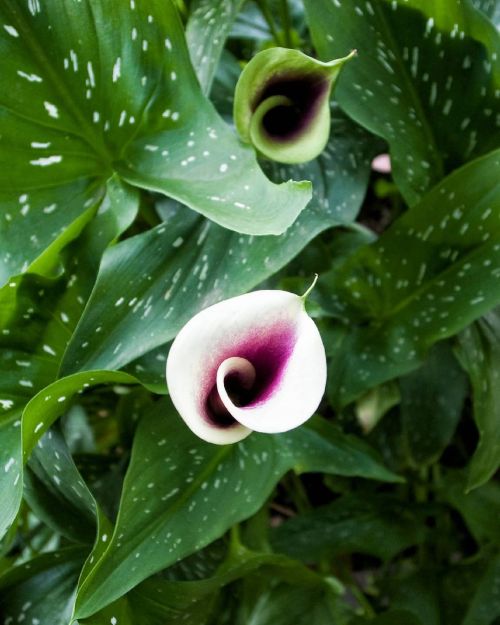 There&rsquo;s a valley of calla lilies somewhere in california. You should go find them. #ricoh #gr