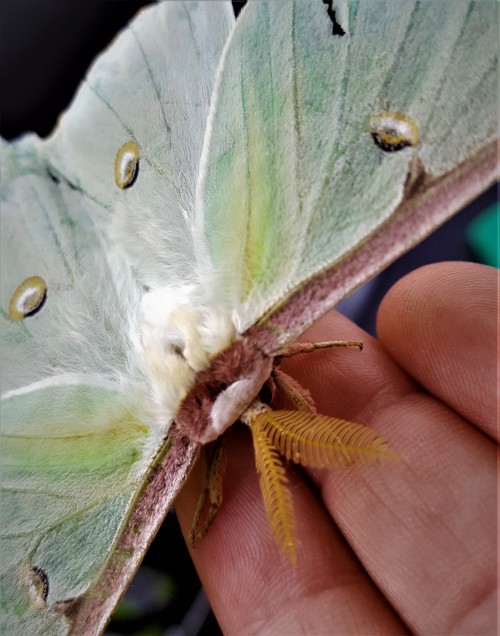 Wary Luna moth friend. The feathery antennae maximize surface area for scent detection. Born without functional mouth parts adults only live about a week.
I took this pic in 2019. St. Charles County. Actias luna