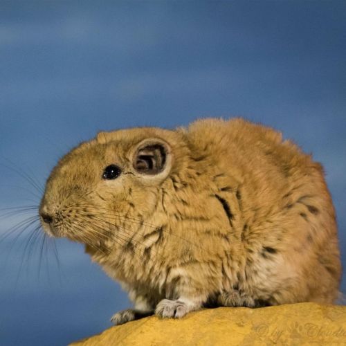 Meet the gundi (Ctenodactylus gundi)! This wild rodent lives in northern Africa, where it makes its 