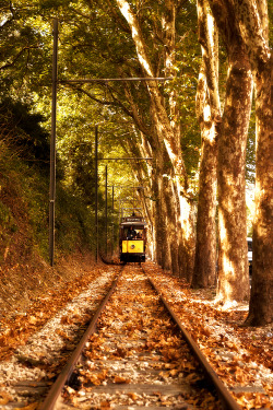 earthandanimals:  The Autumn Tram  Photo by Jorge Maia