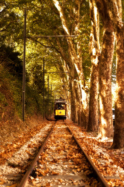 earthandanimals:  The Autumn Tram  Photo by Jorge Maia 