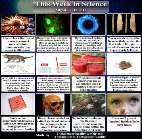 thescienceofreality:  This Week in Science - August 12 - 18, 2013: [Better late than never!] Converted stem cells here. Glow in the dark rabbits here. Bacteria lightbulb here. Neanderthals first European tools here. Fur predates mammals here. Cups &