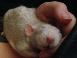 tinyrattoes:  Sweet sleepy ratty