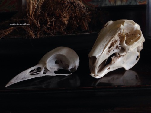 roadkillandcrows: Jackdaw and rabbit skull.