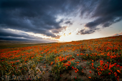 Spring BloomAntelope Valley California Poppy ReserveLancaster, California