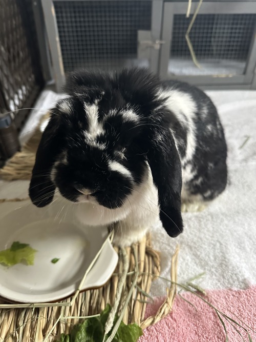 New Foster Bnuuy Arrived Today, Ms. Bun Bun. She Has Some Serious Hygiene Issues: Poopy Butt, Matted