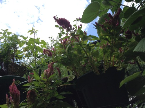 Some shots I took with an iPod touch this afternoon of my porch garden.