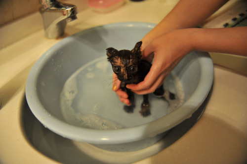 afatblackfairy:  catsbeaversandducks:  Chinese Photographer Finds An Adorable Tortie Stray She’s so tiny and cute! Via Reddit  AHHHH 