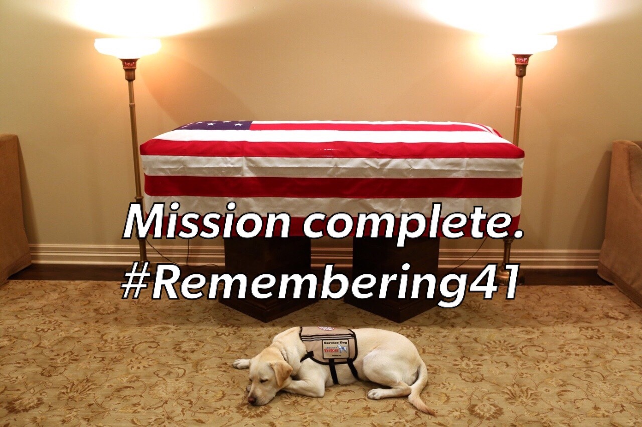 bossyheifer:  theamericanpatriotpage: President George H.W. Bush’s service dog,