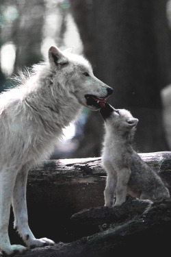 motivationsforlife:  Arctic Wolf Family by Ralf Reinecke // Instagram // Edited by MFL