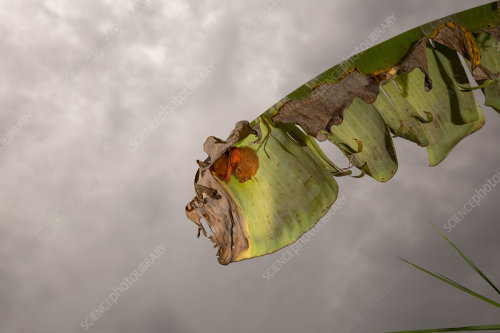 Painted bat (Kerivoula picta)A theory for their vibrant colors is that it helps them hide better in 