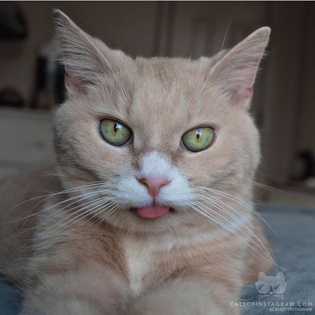 catsofinstagram:  From @pleasantlyplumper: “Did someone say treats? I think I just