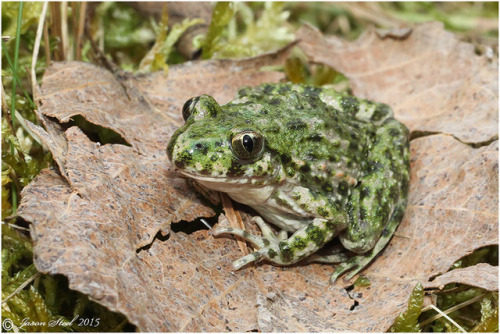 toadschooled:Do you like frogs? What about tabbouleh? If you answered yes to both of these questions