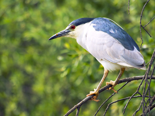 These two photos are of Black-crowned night heron’s. The heron above is a mature, adult heron.