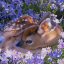 deer-reminders