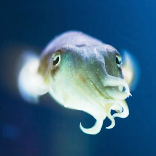 happyfuckingcamper:  I require cuttlefish porn pictures