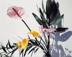 a-v-a-n-t-g-a-r-d-e-n: Nobuyoshi Araki, Flowers, 1997. Cibachrome print; 61 x 76 cm. 