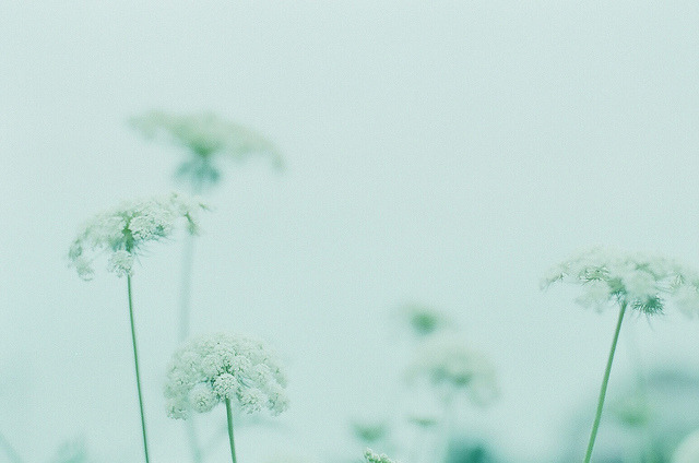 floralls:    by  moco  