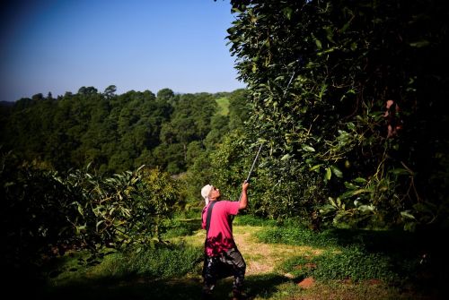 A farmer harvests avocados at an orchard in Michoacán. (Ronaldo Schemidt/AFP/Getty Images)The avocad