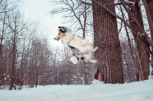 flying dog :Dphotos by Olik