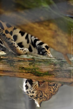 jaguarssoul:  by Tom van Deuren