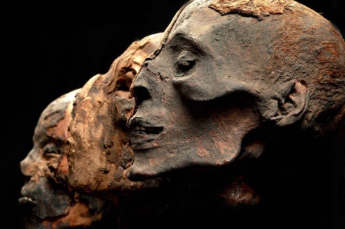 ucsdhealthsciences: Egyptian mummy heads. Image courtesy of American Exhibitions, Inc. TB or not TB:
