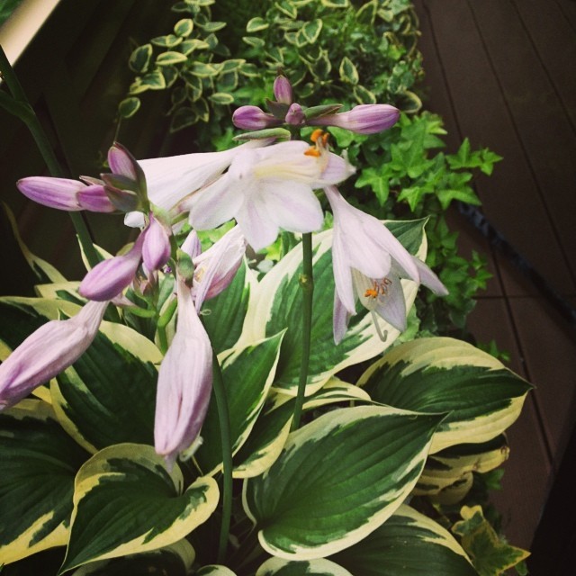織部下北沢店 テラスにある観葉植物が花を咲かせました 紫がかった白い花で清涼感があります ギボウシという品種で東北