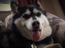 siberianhuskyandco:  Why does watching a dog be a dog fill one with happiness?- Jonathan Safran Foer. 