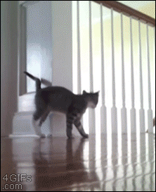 funny-gifs-videos:  for other funny gifshttp://funny-gifs-videos.tumblr.com/