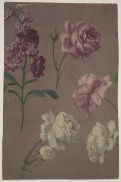 heaveninawildflower:  Studies of Roses and Other Flowers. Oil on paper by  Unidentified artist, French, 18th century. Image and text courtesy MFA Boston. 