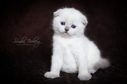 Simba Iceberg Hera ❤ Scottish Fold blue point kitten is 31 days old (d.o.b. 25.03.2017) 