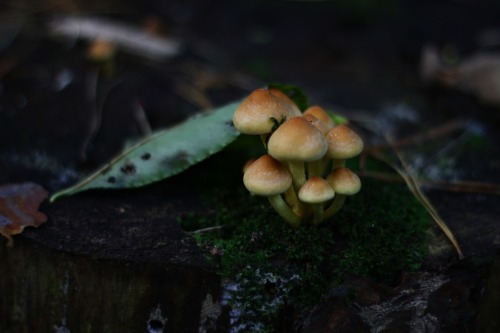 hallwaysofenchantedebony: Mushrooms growing everywhere….