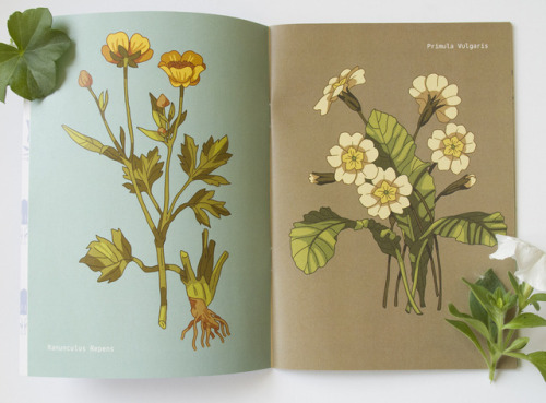 turnipot: I made a herbarium zine with 20 flower illustrations drawn by me. You can get it now in my