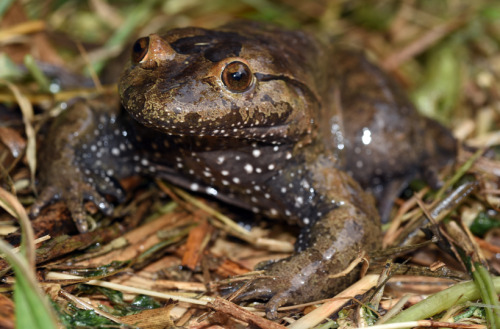 toadschooled:If you’re thinking this frog looks unique, that’s because it is. Latonia nigriventer, o