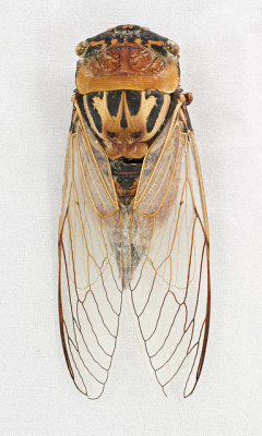 cinoh:  Cicada (Thopha saccata) - double
