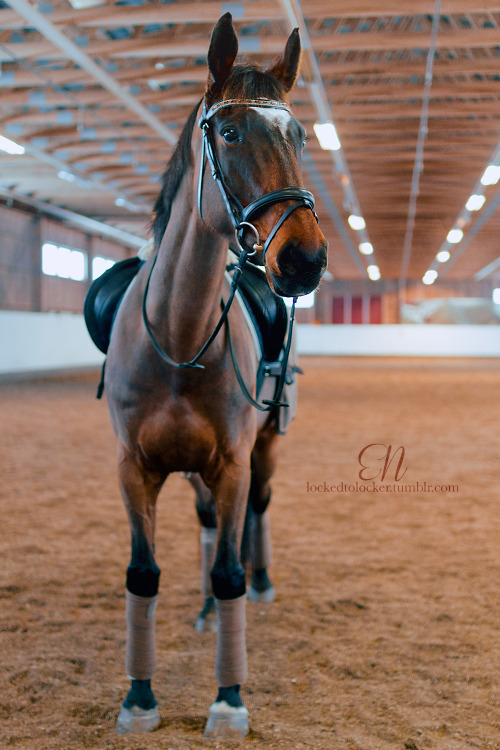 dressage horses