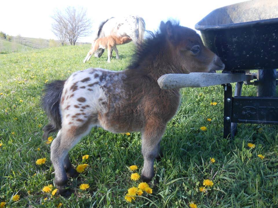 animal-factbook:  Miniature horse ponies often get very excited to work in gardens,