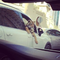 princericosuave:  Pull up with my tiger chilling that will be me when I get a pet tiger!!! #tiger #chilling #driving #iwantone #futurepet #Exotic 