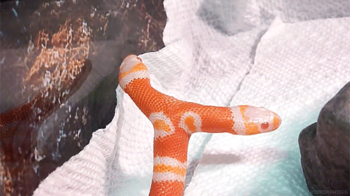 biomorphosis:  This is a two-headed albino milksnake [x]. Each head has a brain and