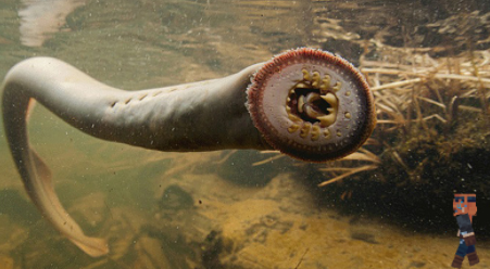 Has She Ever Seen A Lamprey Before?