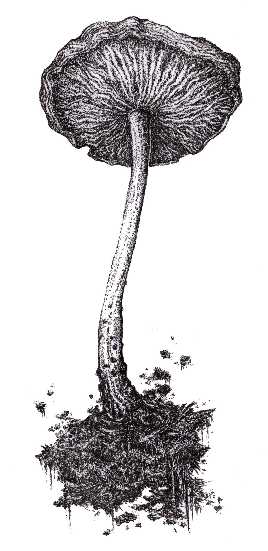 amberjuneillustration:  Noticed how many notes were received on the other picture
